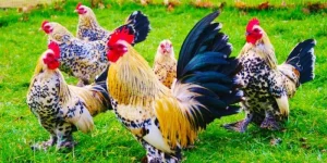 mơ thấy gà đánh số